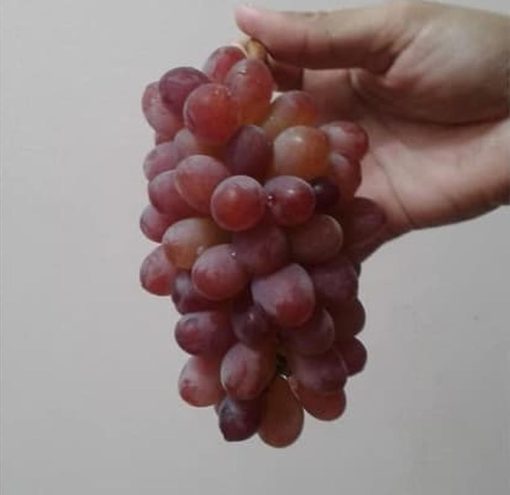 Bibit Anggur Import Jupiter Seedless Grafting Sumatra Utara