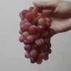 Bibit Anggur Import Jupiter Seedless Grafting Aceh