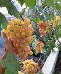 Bibit buah anggur import jenis julian genjah Gorontalo