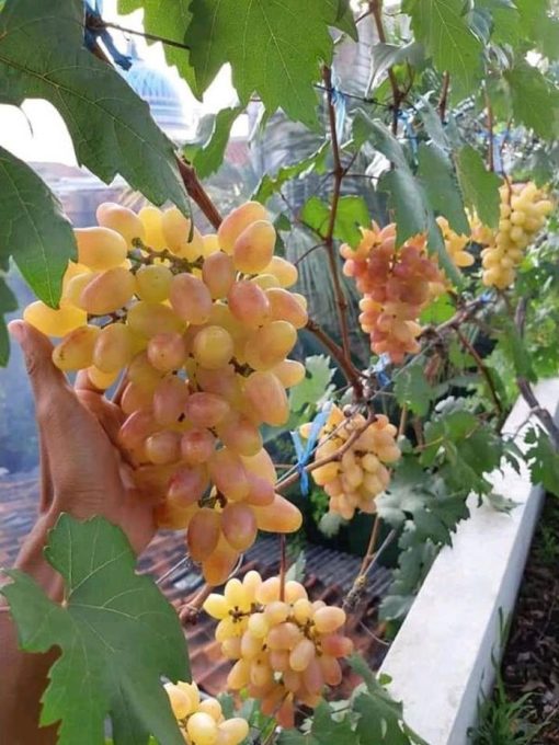 Bibit buah anggur import jenis julian genjah Gorontalo