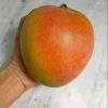 Bibit mangga kelapa super terlaris dan termurah cepat berbuah Kalimantan Selatan