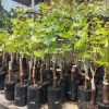 Bibit Anggur Import Gozv Mojokerto