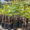 Bibit Anggur Import Gozv Jawa Barat