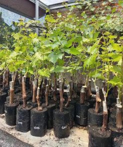 Bibit Anggur Import Gozv Jawa Barat