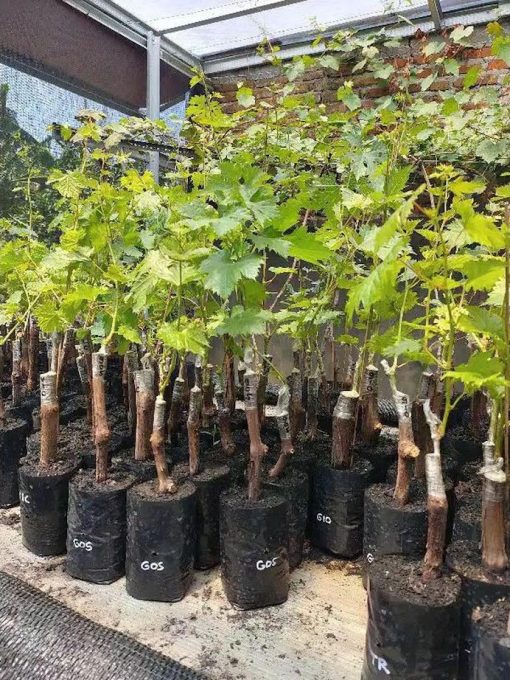 Bibit Anggur Import Gozv Jawa Barat