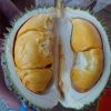 bibit durian duri hitam ochee Palembang