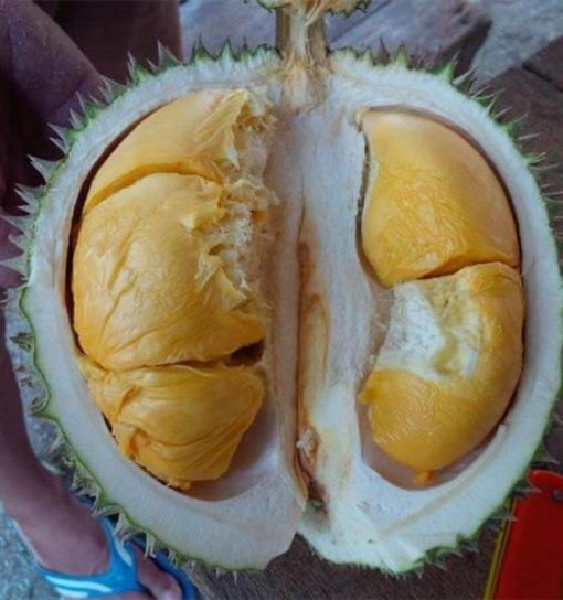 bibit durian duri hitam ochee Palembang