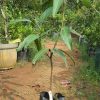 Bibit Mangga Red Ivori Bisa Cod Sumatra Selatan