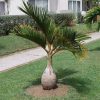 bibit tanaman hias palem botol pohon palm botol murah hiasan taman palem botol tanaman palem merah