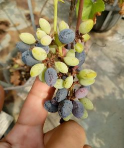 Bibit buah anggur import jenis Joy seedlees Mataram