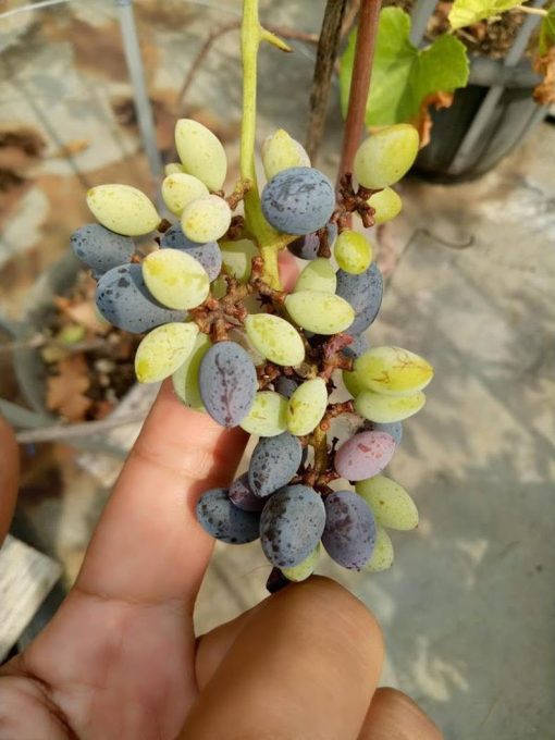 Bibit buah anggur import jenis Joy seedlees Mataram
