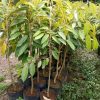 bibit durian tinggi jenis bawor montong musangking Jawa Barat