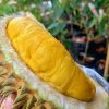 Bibit Durian Musangking Okulasi Murah Mataram