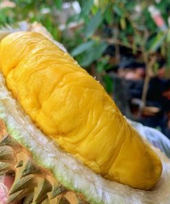 Bibit Durian Musangking Okulasi Murah Mataram