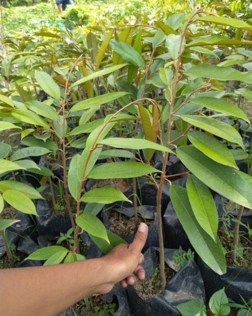 Bibit Durian Musangking Okulasi Murah Riau