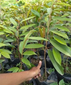 bibit durian musangking okulasi murah Kepulauan Riau