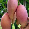 Bibit buah mangga red ivory super Gorontalo