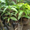 bibit mangga Alpukat okulasiunggul Aceh