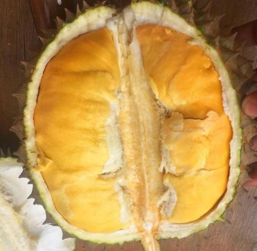 bibit durian musangking kaki 3 super unggul Sulawesi Tenggara