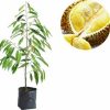 bibit durian musangking super Sumatra Utara
