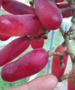 Bibit Anggur import Redjo Pentung Hasil Graffting Magelang
