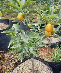 bibit jeruk nagami sudah berbuah siap panen Bandar Lampung