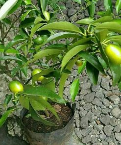 bibit jeruk nagami sudah berbuah siap panen Jawa Tengah