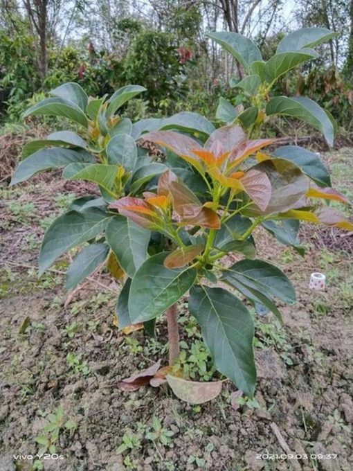 bibit alpukat markus super jumbo cepat berbuah Papua