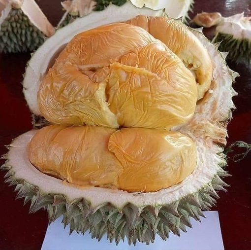 bibit durian duri hitam tanaman buah hidup siap tanam Jawa Barat