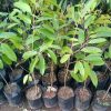 bibit durian duri hitam tanaman buah hidup siap tanam Parepare