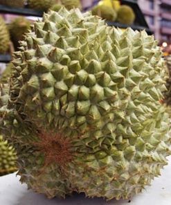 bibit durian duri hitam tanaman buah hidup siap tanam Payakumbuh