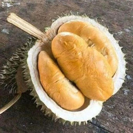 bibit durian duri hitam tanaman buah hidup siap tanam Banjarmasin