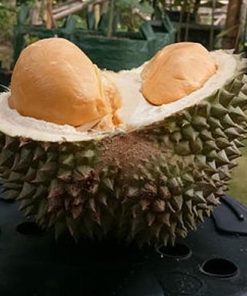 bibit durian duri hitam tanaman buah hidup siap tanam Kupang