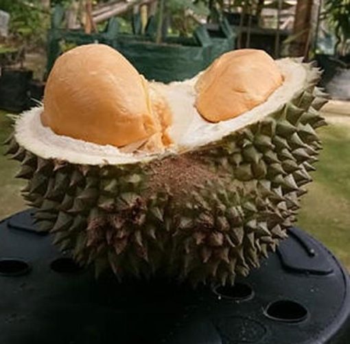 bibit durian duri hitam tanaman buah hidup siap tanam Kupang
