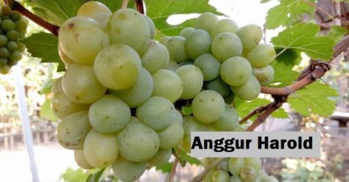 Bibit buah anggur import jenis Harold Bayar di Tempat Aceh