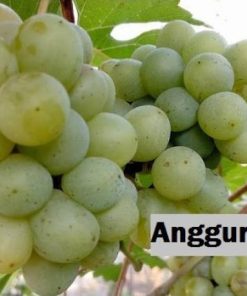 Bibit buah anggur import jenis Harold Bayar di Tempat Kalimantan Utara