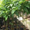 bibit alpukat mentega super unggulan Kediri