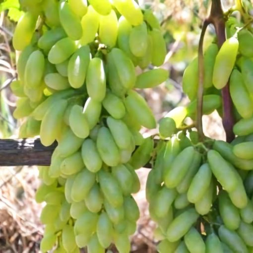 Bibit Tanaman Buah Anggur Import Husain White Ladies fingers Ambon