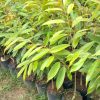 bibit durian musangking asli hasil okulasi lebih cepat berbuah Pekanbaru