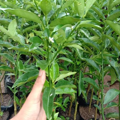 bibit jeruk tongheng Kalimantan Utara