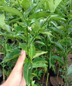 bibit jeruk tongheng Nusa Tenggara Barat