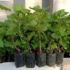Bibit Anggur Merah Red Master COD Riau