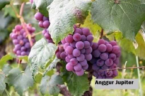 Bibit Buah Anggur Jupiter Import Super Unggul Kalimantan Timur