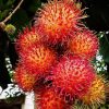 Bibit Rambutan Binjai Stek Okulasi Tanaman Rambutan Bibit Buah Rambutan Rambutan Berbuah Cepat Riau