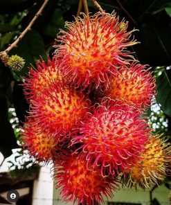 Bibit Rambutan Binjai Stek Okulasi Tanaman Rambutan Bibit Buah Rambutan Rambutan Berbuah Cepat Riau