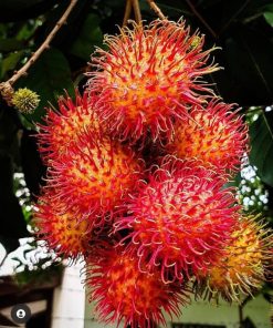 Bibit Rambutan Binjai Stek Okulasi Tanaman Rambutan Bibit Buah Rambutan Rambutan Berbuah Cepat Bali