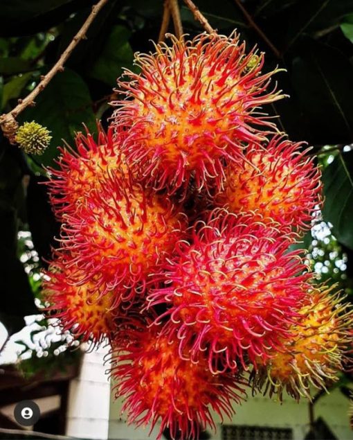 Bibit Rambutan Binjai Stek Okulasi Tanaman Rambutan Bibit Buah Rambutan Rambutan Berbuah Cepat Bali