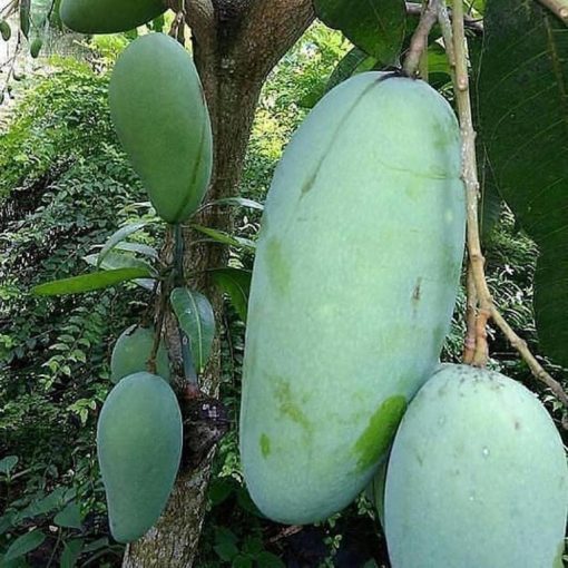 Bibit mangga mahatir super jumbo genjah cepat berbuah Sulawesi Utara