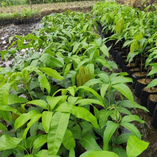 Bibit mangga mahatir super jumbo genjah cepat berbuah Sumatra Barat