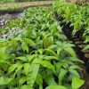 Bibit mangga mahatir super jumbo genjah cepat berbuah Banda Aceh